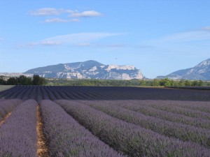 Champ de lavande