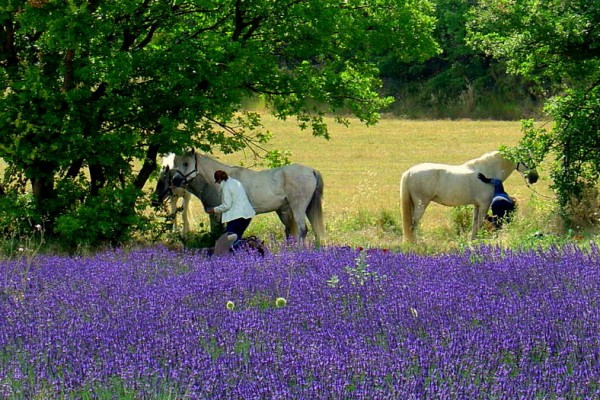 Equitation au milieu des champs de lavande