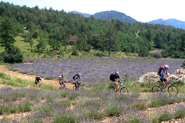 Vélo au milieu des champs de lavande